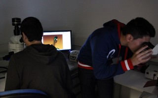 Los estudiantes observando embriones de pez cebra
