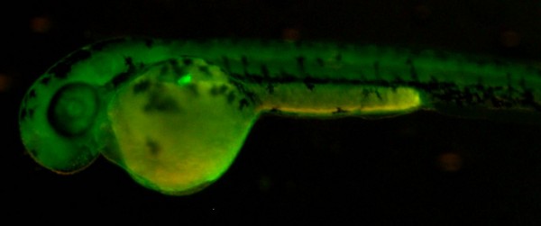 En la fotografía, embrión de pez cebra con el páncreas fluorescente en verde.