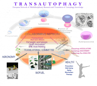 transautophagy