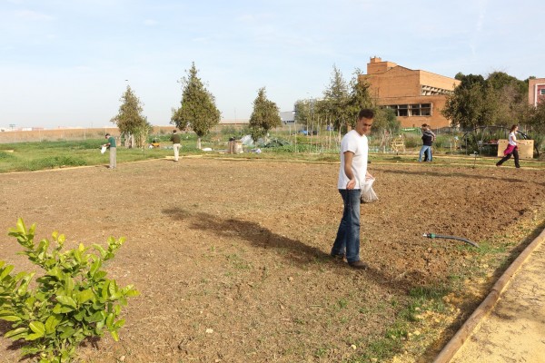Miembros de la comunidad universitaria han llevado a cabo  la plantación de la leguminosa Vicia sativa.