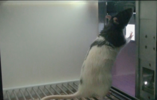 A rat touches a touch stimulus that has appeared in an iPad screen. The visual stimulus has been created by a cognitive brain pattern generated by the rat