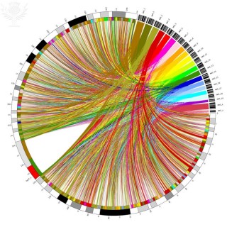 Mapa de genoma circular Imagen: MARTIN KRZYWINSKI / SCIENCE PHOTO LIBRARY / Universal Images Group