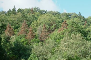 bosque de abetos donde se ha podido comprobar que los árboles que mueren en la actualidad durante períodos de sequía extrema fueron menos resistentes a otras sequías previas