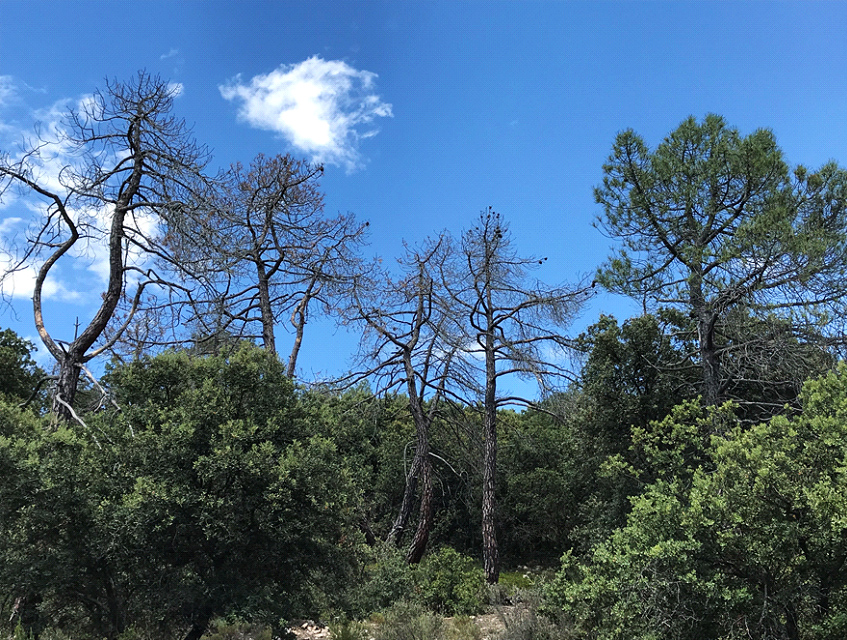 Los bosques españoles demuestran su capacidad de recuperación frente al  aumento de sequías extremas – DUPO – Diario de la Universidad Pablo de  Olavide
