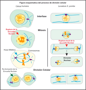 esquema de la división celular