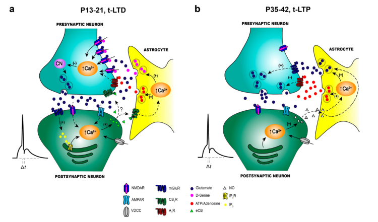 Ilustración sobre el cambio de LTD a LTP en el hipocampo durante el desarrollo