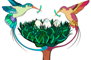 Alegoría que representa células troncales (huevos) del ovario de Drosophila en su nicho (nido). Los pájaros simbolizan células 'cap' del nicho depositando la proteína Perlecan en la matriz extracelular. Ilustración científica por María C. Díaz de la Loza.