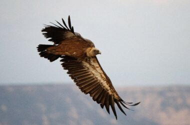 Buitre leonado en vuelo. Parque Natural de Bardenas Reales (Navarra). Foto: Manuel de la Riva.