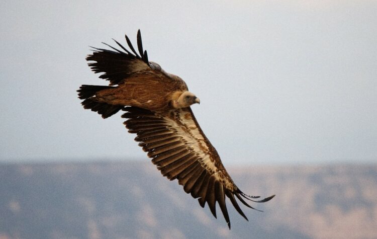 Buitre leonado en vuelo. Parque Natural de Bardenas Reales (Navarra). Foto: Manuel de la Riva.