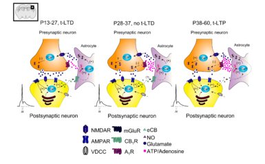 ilustración de neurotransmisores