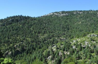 Poblaciones de pinsapo afectadas por la sequía en el Parque Nacional de Sierra de las Nieves (Málaga)