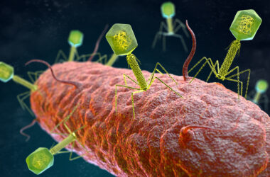virus sobre una bacteria (ilustración)