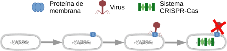 ilustración de la teoría denominada triada Membranoma-Fagos-CRISPR 