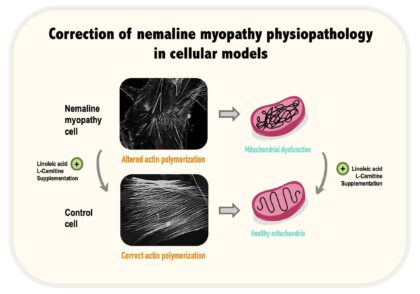 La suplementación el ácido linoleico y la L-carnitina restaura la polimerización de actina y corrige la disfunción mitocondrial en las células de los pacientes nemalínicos.