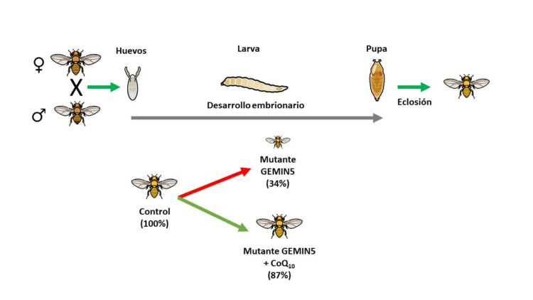 En el proceso del desarrollo embrionario de la larva de la mosca el 100% de las larvas dan lugar a una larva adulta pero en moscas mutantes en el gen GEMIN5 este número baja a un terccio del total. Sin embargo, el tratamiento con CoQ10 recupera casi totalmente el número de moscas adultas que eclosionan tras su estado de pupa. Ello demuestra el potencial terapeutico del CoQ10 aplicado a pacientes con variantes en el gen GEMIN5