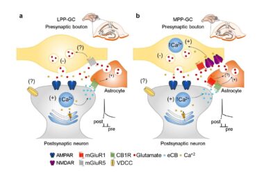 Esquema del mecanismo de acción de las t-LTD descubiertas en las sinapsis establecidas entre las neuronas de la corteza entorrinal y las células del giro dentado del hipocampo.