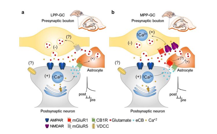 Esquema del mecanismo de acción de las t-LTD descubiertas en las sinapsis establecidas entre las neuronas de la corteza entorrinal y las células del giro dentado del hipocampo.