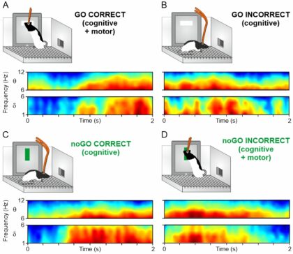 En el estudio, las ratas de laboratorio tuvieron que discriminar entre dos estímulos visuales diferentes (GO o noGO) mostrados en la pantalla de un iPad. Nótese que la actividad de la corteza cerebral prelímbica (PrL) fue idéntica para respuestas acertadas, implicasen (Go) o no (noGo) la presencia de actividad motora. Para las respuestas erróneas, la actividad fue idéntica en ambos casos (Go o noGo), pero diferente de la presentada por la corteza PrL para las respuestas acertadas. Estos resultados indican que la actividad de PrL es diferente cuando se acierta de cuando se falla, independientemente de que haya comportamiento motor o no.