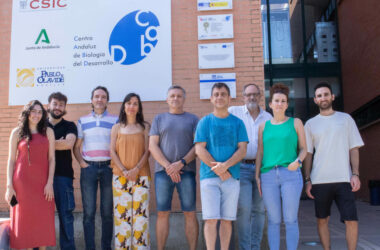El grupo de investigación ‘Regulación de la síntesis de coenzima Q y sus implicaciones en la salud mitocondrial’, dirigido por Carlos Santos Ocaña (en el centro de la imagen).