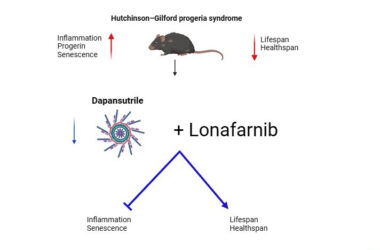 La combinación de Dapansutrile, inhibidor de NLRP3 con Lonafarnib, reduce la inflamación y envejecimiento celular, mejora la esperanza de vida y aumenta el estado de salud de los ratones con Progeria.