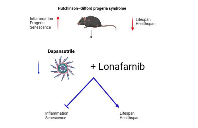 La combinación de Dapansutrile, inhibidor de NLRP3 con Lonafarnib, reduce la inflamación y envejecimiento celular, mejora la esperanza de vida y aumenta el estado de salud de los ratones con Progeria.