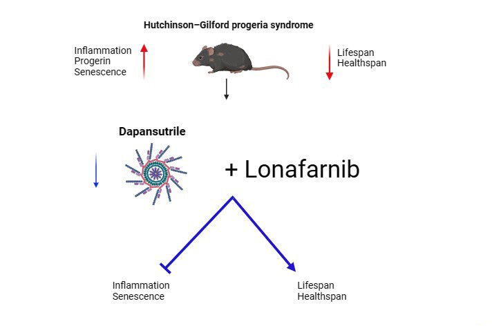 Imagen https://www.upo.es/diario/wp-content/uploads/2024/09/Graphical-abstract1.jpg