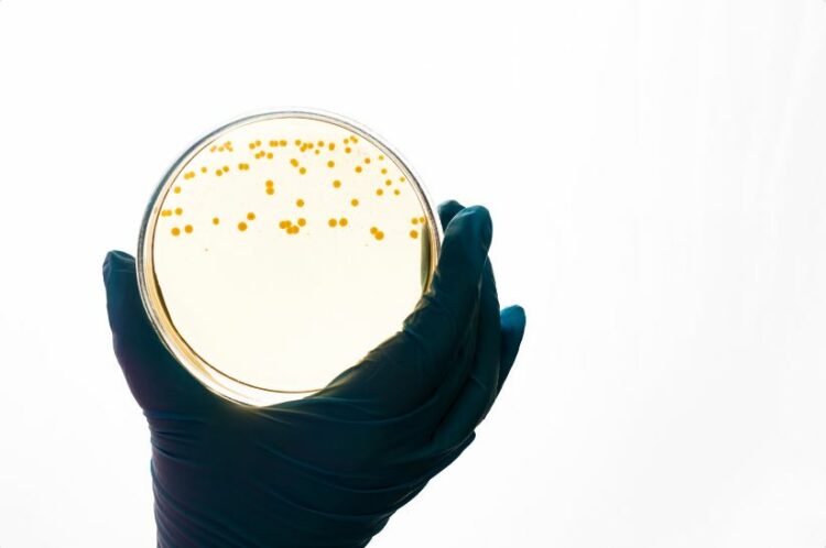 Bacteria Escherichia coli.