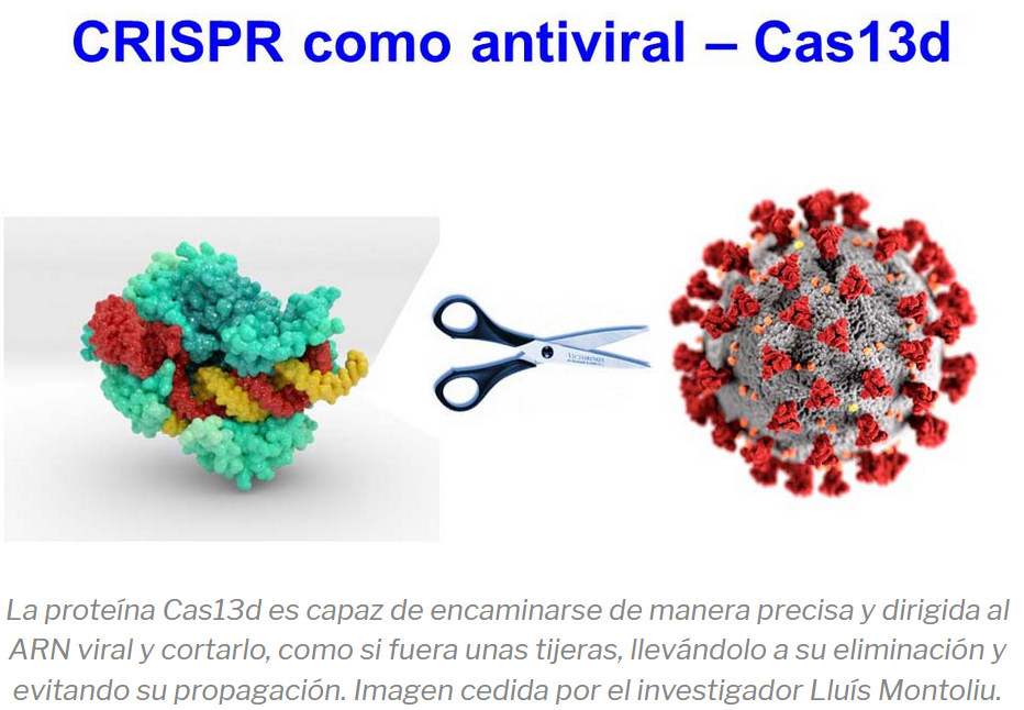CRISPR como antiviral - Cas13d