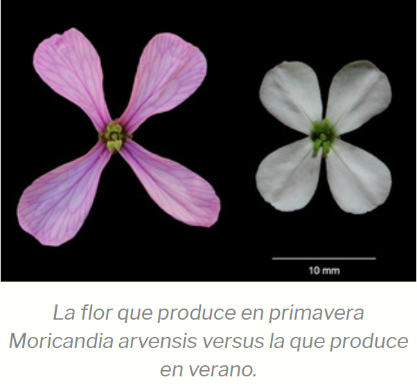 Flor Moricandia