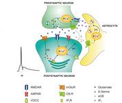 Activación de receptores de glutamato de tipo NMDA presinápticos